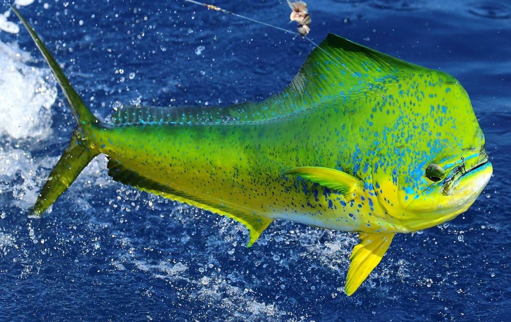 mahi mahi mahi mahi